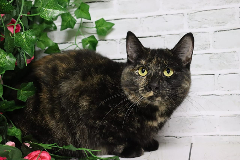 ���� ���� ��� � ������� �����